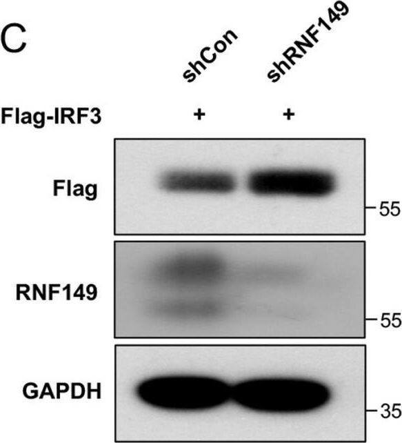 Western Blot RNF149 Antibody - Azide and BSA Free
