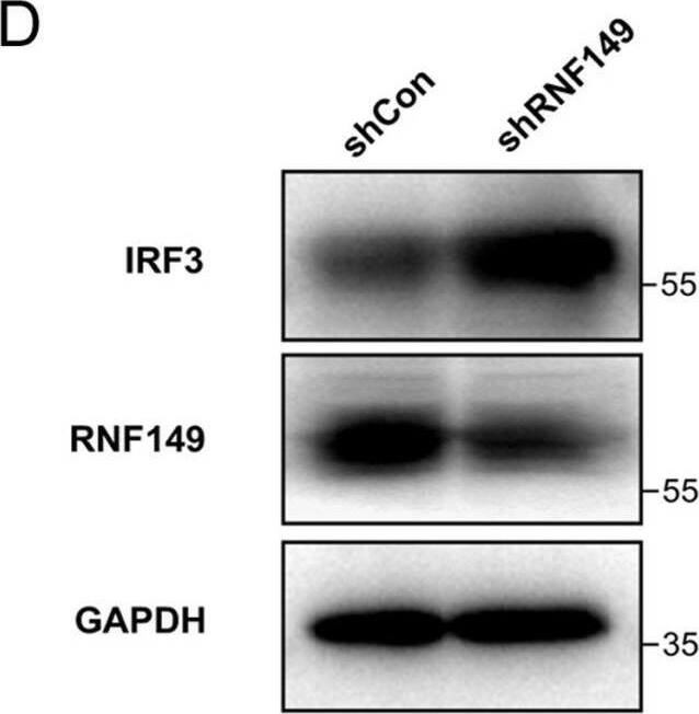 Western Blot RNF149 Antibody - Azide and BSA Free