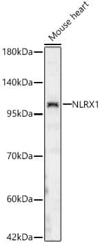 Western Blot: NLRX1 Antibody - Azide and BSA Free [NBP2-93355] - Western blot analysis of lysates from Mouse heart, using NLRX1 Rabbit pAb  at 1:2000 dilution.Secondary antibody: HRP-conjugated Goat anti-Rabbit IgG (H+L)  at 1:10000 dilution.Lysates/proteins: 25ug per lane.Blocking buffer: 3% nonfat dry milk in TBST.Detection: ECL Basic Kit.Exposure time: 60s.