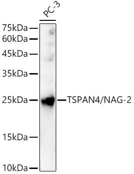 Western blot analysis of PC-3, using Tetraspanin-4 antibody at 1:2000 dilution.Secondary antibody: HRP Goat Anti-Rabbit IgG (H+L) at 1:10000 dilution.Lysates/proteins: 25ug per lane.Blocking buffer: 3% nonfat dry milk in TBST.Detection: ECL Basic Kit (RM00020).Exposure time: 60s.