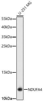 Western Blot NDUFA4 Antibody - Azide and BSA Free