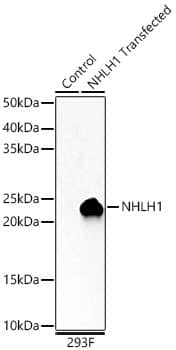 Western Blot: NHLH1 Antibody - Azide and BSA Free [NBP2-93392] - Western blot analysis of lysates from wild type (WT) and 293T cells transfected with NHLH1 using NHLH1 Rabbit pAb  at 1:3000 dilution.Secondary antibody: HRP-conjugated Goat anti-Rabbit IgG (H+L)  at 1:10000 dilution.Lysates/proteins: 25ug per lane.Blocking buffer: 3% nonfat dry milk in TBST.Detection: ECL Basic Kit.Exposure time: 30s.