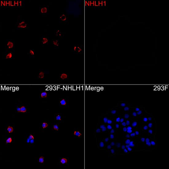 Immunocytochemistry/ Immunofluorescence: NHLH1 Antibody - Azide and BSA Free [NBP2-93392] - Immunofluorescence analysis of 293F cells transfected with NHLH1 using NHLH1 Rabbit pAb  at a dilution of 1:400 (40x lens). Secondary antibody: Cy3-conjugated Goat anti-Rabbit IgG (H+L) at 1:500 dilution. Blue: DAPI for nuclear staining.