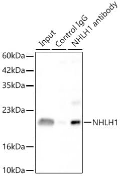 Immunoprecipitation: NHLH1 Antibody - Azide and BSA Free [NBP2-93392] - Immunoprecipitation analysis of 300ug extracts of 293F-NHLH1-Avi-His(C) cells using 3ug NHLH1 Rabbit pAb . Western blot was performed from the immunoprecipitate using NHLH1 Rabbit pAb antibody  at a dilition of 1:3000.