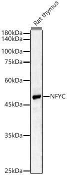 Western Blot: NFYC Antibody - BSA Free [NBP2-93399] - Western blot analysis of Rat thymus, using NFYC antibody  at 1:400 dilution.Secondary antibody: HRP Goat Anti-Rabbit IgG (H+L)  at 1:10000 dilution.Lysates/proteins: 25ug per lane.Blocking buffer: 3% nonfat dry milk in TBST.Detection: ECL Basic Kit.Exposure time: 180s.