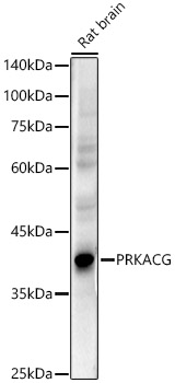 Western Blot PKA C-gamma Antibody - Azide and BSA Free