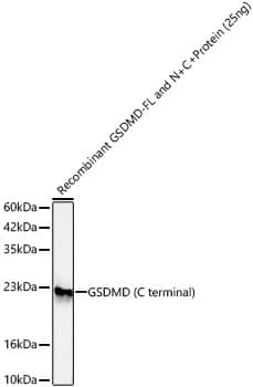 Western Blot: GSDMDC1 Antibody - Azide and BSA Free [NBP2-93428] - Western blot analysis of recombinant GSDMD-FL and N+C Protein using GSDMD Rabbit pAb  at 1:1000 dilution incubated overnight at 4C.Secondary antibody: HRP-conjugated Goat anti-Rabbit IgG (H+L)  at 1:10000 dilution.Lysates/proteins: 25ng per lane.Blocking buffer: 3% nonfat dry milk in TBST.Detection: ECL Basic Kit.Exposure time: 60s.