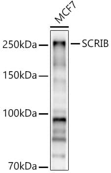 Western Blot: Scribble Antibody - Azide and BSA Free [NBP2-93433] - Western blot analysis of lysates from MCF7 cells, using Scribble Rabbit pAb  at 1:1000 dilution.Secondary antibody: HRP-conjugated Goat anti-Rabbit IgG (H+L)  at 1:10000 dilution.Lysates/proteins: 25ug per lane.Blocking buffer: 3% nonfat dry milk in TBST.Detection: ECL Basic Kit.Exposure time: 30s.