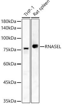 Western Blot: RNase L Antibody - BSA Free [NBP2-93434] - Western blot analysis of various lysates, using RNase L Rabbit pAb  at  1:400 dilution.Secondary antibody: HRP-conjugated Goat anti-Rabbit IgG (H+L)  at 1:10000 dilution.Lysates/proteins: 25ug per lane.Blocking buffer: 3% nonfat dry milk in TBST.Detection: ECL Basic Kit.Exposure time: 90s.