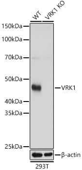 Western Blot: VRK1 Antibody - BSA Free [NBP2-93500] - Western blot analysis of lysates from wild type(WT) and VRK1 knockout (KO) 293T cells, using [KO Validated] VRK1 Rabbit pAb  at 1:500 dilution.Secondary antibody: HRP Goat Anti-Rabbit IgG (H+L)  at 1:10000 dilution.Lysates/proteins: 25ug per lane.Blocking buffer: 3% nonfat dry milk in TBST.Detection: ECL Basic Kit.Exposure time: 1s.