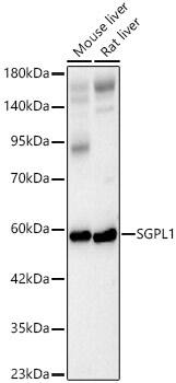 Western Blot: SGPL1 Antibody - Azide and BSA Free [SGPL1] - Western blot analysis of various lysates, using SGPL1 Rabbit pAb  at 1:500 dilution.Secondary antibody: HRP-conjugated Goat anti-Rabbit IgG (H+L)  at 1:10000 dilution.Lysates/proteins: 25ug per lane.Blocking buffer: 3% nonfat dry milk in TBST.Detection: ECL Basic Kit .Exposure time: 60s.