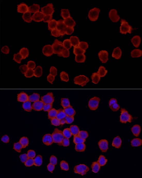 Immunocytochemistry/ Immunofluorescence: RPS18 Antibody - Azide and BSA Free [RPS18] - Immunofluorescence analysis of THP-1 cells using RPS18 Rabbit pAb  at dilution of 1:200 (40x lens). Secondary antibody: Cy3-conjugated Goat anti-Rabbit IgG (H+L)  at 1:500 dilution. Blue: DAPI for nuclear staining.