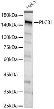 Western Blot: PLC-beta 1 Antibody - BSA Free [PLC-beta 1] - Western blot analysis of lysates from HeLa cells using PLC-beta 1 Rabbit pAb at 1:500 dilution.Secondary antibody: HRP Goat Anti-Rabbit IgG (H+L)  at 1:10000 dilution.Lysates/proteins: 25 ug per lane.Blocking buffer: 3% nonfat dry milk in TBST.Detection: ECL Basic Kit .Exposure time: 60s.