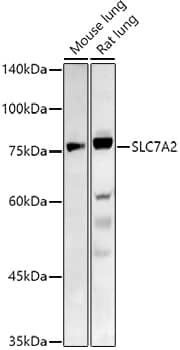 Western Blot: SLC7A2 Antibody - Azide and BSA Free [SLC7A2] - Western blot analysis of various lysates using SLC7A2 Rabbit pAb  at 1:1000 dilution.Secondary antibody: HRP-conjugated Goat anti-Rabbit IgG (H+L)  at 1:10000 dilution.Lysates/proteins: 25ug per lane.Blocking buffer: 3% nonfat dry milk in TBST.Detection: ECL Basic Kit .Exposure time: 180s.