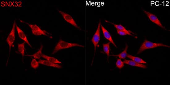 Immunocytochemistry/ Immunofluorescence: Sorting Nexin 32 Antibody - BSA Free [NBP2-93723] - Immunofluorescence analysis of PC-12 cells using Sorting Nexin 32 Rabbit pAb (A8006) at dilution of 1:300 (40x lens). Secondary antibody: Cy3 Goat Anti-Rabbit IgG (H+L) (AS007) at 1:500 dilution. Blue: DAPI for nuclear staining.