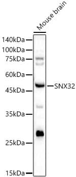Western Blot: Sorting Nexin 32 Antibody - BSA Free [NBP2-93723] - Western blot analysis of lysates from Mouse brain using Sorting Nexin 32 Rabbit pAb(A8006) at 1:3000 dilution.Secondary antibody:HRP Goat Anti-Rabbit IgG (H+L)(AS014) at 1:10000 dilution.Lysates/proteins: 25 μg per lane.Blocking buffer: 3% nonfat dry milk in TBST.Detection:ECL Basic Kit (RM00020).Exposuretime:180s.