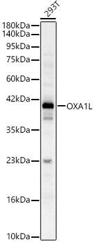 Western Blot: OXA1L Antibody - BSA Free [NBP2-93729] - Western blot analysis of 293T, using OXA1L Rabbit pAb (A6300) at 1:900 dilution.Secondary antibody: HRP Goat Anti-Rabbit IgG (H+L) (AS014) at 1:10000 dilution.Lysates/proteins: 25ug per lane.Blocking buffer: 3% nonfat dry milk in TBST.Detection: ECL Basic Kit (RM00020).Exposure time: 10s.