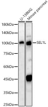 Western Blot SEL1L Antibody - Azide and BSA Free