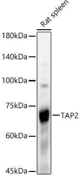 Western Blot: TAP2 Antibody - Azide and BSA Free [TAP2] - Western blot analysis of lysates from Rat spleen, using TAP2 Rabbit pAb  at 1:500 dilution.Secondary antibody: HRP-conjugated Goat anti-Rabbit IgG (H+L)  at 1:10000 dilution.Lysates/proteins: 25ug per lane.Blocking buffer: 3% nonfat dry milk in TBST.Detection: ECL Basic Kit .Exposure time: 10s.