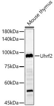 Western Blot NIRF Antibody - BSA Free