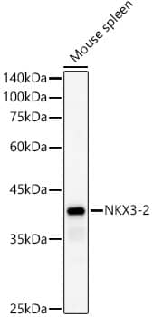 Western Blot: NKX3-2 Antibody - Azide and BSA Free [NKX3-2] - Western blot analysis of lysates from Mouse spleen, using NKX3-2 Rabbit pAb  at  1:500 dilution.Secondary antibody: HRP-conjugated Goat anti-Rabbit IgG (H+L)  at 1:10000 dilution.Lysates/proteins: 25ug per lane.Blocking buffer: 3% nonfat dry milk in TBST.Detection: ECL Basic Kit .Exposure time: 180s.