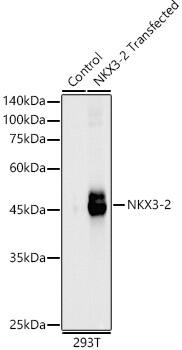 Western Blot: NKX3-2 Antibody - Azide and BSA Free [NKX3-2] - Western blot analysis of lysates from wild type (WT) and 293T cells transfected with NKX3-2, using NKX3-2 Rabbit pAb  at  1:500 dilution.Secondary antibody: HRP-conjugated Goat anti-Rabbit IgG (H+L)  at 1:10000 dilution.Lysates/proteins: 25 ug per lane.Blocking buffer: 3% nonfat dry milk in TBST.Detection: ECL Basic Kit .Exposure time: 30s.