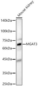 Western Blot: N-Acetylglucosaminyltransferase III/MGAT3 Antibody - BSA Free [NBP2-93814] - Western blot analysis of Mouse kidney, using N-Acetylglucosaminyltransferase III/MGAT3 antibody (A8134) at 1:1000 dilution.Secondary antibody: HRP Goat Anti-Rabbit IgG (H+L) (AS014) at 1:10000 dilution.Lysates/proteins: 25μg per lane.Blocking buffer: 3% nonfat dry milk in TBST.Detection: ECL Basic Kit (RM00020).Exposure time: 180s.