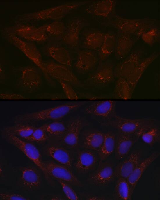 Immunocytochemistry/ Immunofluorescence: PDK4 Antibody - Azide and BSA Free [PDK4] - Immunofluorescence analysis of U2OS cells using PDK4 Rabbit pAb  at dilution of 1:100 (40x lens). Secondary antibody: Cy3-conjugated Goat anti-Rabbit IgG (H+L)  at 1:500 dilution. Blue: DAPI for nuclear staining.