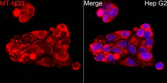 Immunocytochemistry/ Immunofluorescence: MT-ND3 Antibody - Azide and BSA Free [MT-ND3] - Immunofluorescence analysis of HepG2 cells using MT-ND3 Rabbit pAb  at dilution of 1:100 (40x lens). Secondary antibody: Cy3-conjugated Goat anti-Rabbit IgG (H+L)  at 1:500 dilution. Blue: DAPI for nuclear staining.