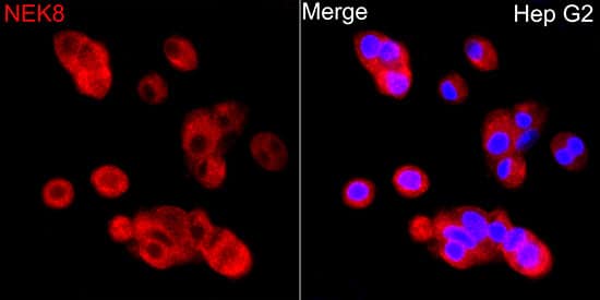 Immunocytochemistry/ Immunofluorescence NEK8 Antibody - Azide and BSA Free