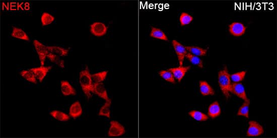 Immunocytochemistry/ Immunofluorescence NEK8 Antibody - Azide and BSA Free