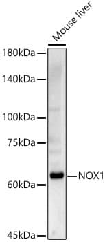 Western Blot: NOX1 Antibody - Azide and BSA Free [NOX1] - Western blot analysis of lysates from Mouse liver, using NOX1 Rabbit pAb  at 1:500 dilution.Secondary antibody: HRP-conjugated Goat anti-Rabbit IgG (H+L)  at 1:10000 dilution.Lysates/proteins: 25ug per lane.Blocking buffer: 3% nonfat dry milk in TBST.Detection: ECL Basic Kit .Exposure time: 30s.