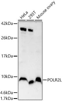 Western Blot POLR2L Antibody - BSA Free