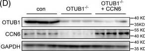 Western Blot WISP3 Antibody - Azide and BSA Free
