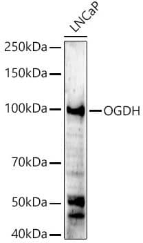 Western Blot: OGDH Antibody [NBP2-93877] -Analysis of extracts of LNCaP cells, using OGDH antibody at 1:500 dilution. Secondary antibody: HRP Goat Anti-Rabbit IgG (H+L) at 1:10000 dilution. Lysates/proteins: 25ug per lane. Blocking buffer: 3% nonfat dry milk in TBST. Detection: ECL Enhanced Kit. Exposure time: 90s.