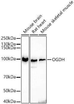 Western Blot: OGDH Antibody [NBP2-93877] -Analysis of extracts of various cell lines, using OGDH antibody at 1:500 dilution. Secondary antibody: HRP Goat Anti-Rabbit IgG (H+L) at 1:10000 dilution. Lysates/proteins: 25ug per lane. Blocking buffer: 3% nonfat dry milk in TBST. Detection: ECL Basic Kit. Exposure time: 3s.