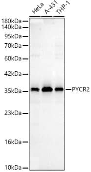 Western Blot PYCR2 Antibody - Azide and BSA Free
