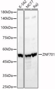 Western Blot: ZNF701 Antibody - Azide and BSA Free [ZNF701] - Western blot analysis of various lysates, using ZNF701 Rabbit pAb  at  1:10000 dilution.Secondary antibody: HRP-conjugated Goat anti-Rabbit IgG (H+L)  at 1:10000 dilution.Lysates/proteins: 25ug per lane.Blocking buffer: 3% nonfat dry milk in TBST.Detection: ECL Basic Kit .Exposure time: 60s.