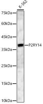 Western Blot: P2Y14/GPR105 Antibody [NBP2-93909] - analysis of K-562, using P2RY14 Rabbit pAb at 1:1500 dilution.Secondary antibody: HRP Goat Anti-Rabbit IgG (H+L) at 1:10000 dilution.Lysates/proteins: 25ug per lane.Blocking buffer: 3% nonfat dry milk in TBST.Detection: ECL Basic Kit. Exposure time: 30s.