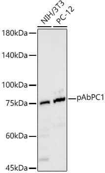 Western Blot: PABP Antibody - Azide and BSA Free [NBP2-93914] - Western blot analysis of various lysates, using PABP Rabbit pAb  at  1:900 dilution.Secondary antibody: HRP-conjugated Goat anti-Rabbit IgG (H+L)  at 1:10000 dilution.Lysates/proteins: 25ug per lane.Blocking buffer: 3% nonfat dry milk in TBST.Detection: ECL Basic Kit .Exposure time: 30s.