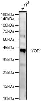 Western Blot: YOD1 Antibody - Azide and BSA Free [NBP2-93934] - Western blot analysis of K-562, using YOD1 antibody (A13270) at  1:800 dilution.Secondary antibody: HRP Goat Anti-Rabbit IgG (H+L) (AS014) at 1:10000 dilution.Lysates/proteins: 25μg per lane.Blocking buffer: 3% nonfat dry milk in TBST.Detection: ECL Basic Kit (RM00020).Exposure time: 180s.