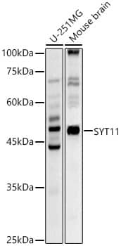 Western Blot SYT11 Antibody - Azide and BSA Free