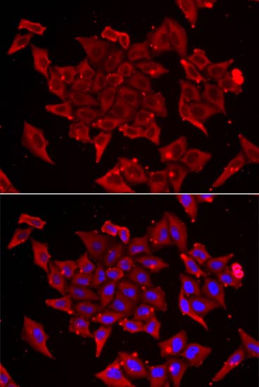 Immunocytochemistry/ Immunofluorescence: TIMM17A Antibody - BSA Free [TIMM17A] - Immunofluorescence analysis of U2OS cells using TIMM17A Rabbit pAb . Secondary antibody: Cy3-conjugated Goat anti-Rabbit IgG (H+L)  at 1:500 dilution. Blue: DAPI for nuclear staining.