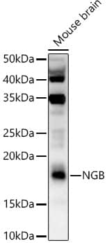 Western Blot: Neuroglobin Antibody - Azide and BSA Free [Neuroglobin] - Western blot analysis of lysates from Mouse brain, using Neuroglobin Rabbit pAb  at  1:1000 dilution.Secondary antibody: HRP-conjugated Goat anti-Rabbit IgG (H+L)  at 1:10000 dilution.Lysates/proteins: 25ug per lane.Blocking buffer: 3% nonfat dry milk in TBST.Detection: ECL Enhanced Kit .Exposure time: 90s.