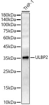 Western Blot: ULBP-2 Antibody - Azide and BSA Free [ULBP-2] - Western blot analysis of lysates from THP-1 cells, using ULBP-2 Rabbit pAb  at 1:400 dilution.Secondary antibody: HRP-conjugated Goat anti-Rabbit IgG (H+L)  at 1:10000 dilution.Lysates/proteins: 25ug per lane.Blocking buffer: 3% nonfat dry milk in TBST.Detection: ECL Enhanced Kit .Exposure time: 180s.