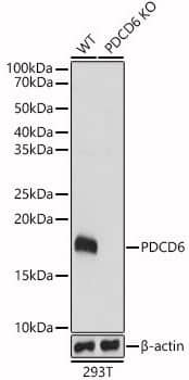 Knockout-NBP2-94061-PDCD6 Antibody-analysis of extracts from wild type (WT) and PDCD6 knockout (KO) 293T(KO) cells, using PDCD6 antibody at 1:1000 dilution.Secondary antibody: HRP Goat Anti-Rabbit IgG (H+L) at 1:10000 dilution.Lysates/proteins: 25ug per lane.Blocking buffer: 3% nonfat dry milk in TBST.Detection: ECL Basic Kit. Exposure time: 1s.