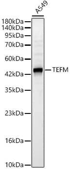 Western Blot: TEFM Antibody - BSA Free [TEFM] - Western blot analysis of lysates from A549 cells, using TEFM Rabbit pAb  at 1:2000 dilution.Secondary antibody: HRP Goat Anti-Rabbit IgG (H+L)  at 1:10000 dilution.Lysates/proteins: 25ug per lane.Blocking buffer: 3% nonfat dry milk in TBST.Detection: ECL Basic Kit .Exposure time: 20s.