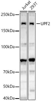 Western Blot UPF2 Antibody - BSA Free