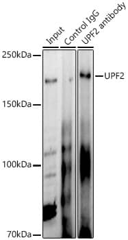 Immunoprecipitation UPF2 Antibody - BSA Free