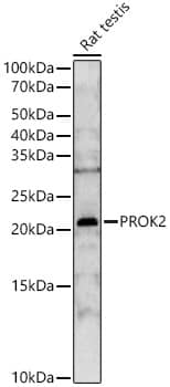 Western Blot: Prokineticin 2 Antibody - Azide and BSA Free [Prokineticin 2] - Western blot analysis of lysates from Rat testis, using Prokineticin 2 Rabbit pAb  at  1:2000 dilution.Secondary antibody: HRP-conjugated Goat anti-Rabbit IgG (H+L)  at 1:10000 dilution.Lysates/proteins: 25ug per lane.Blocking buffer: 3% nonfat dry milk in TBST.Detection: ECL Basic Kit .Exposure time: 60s.